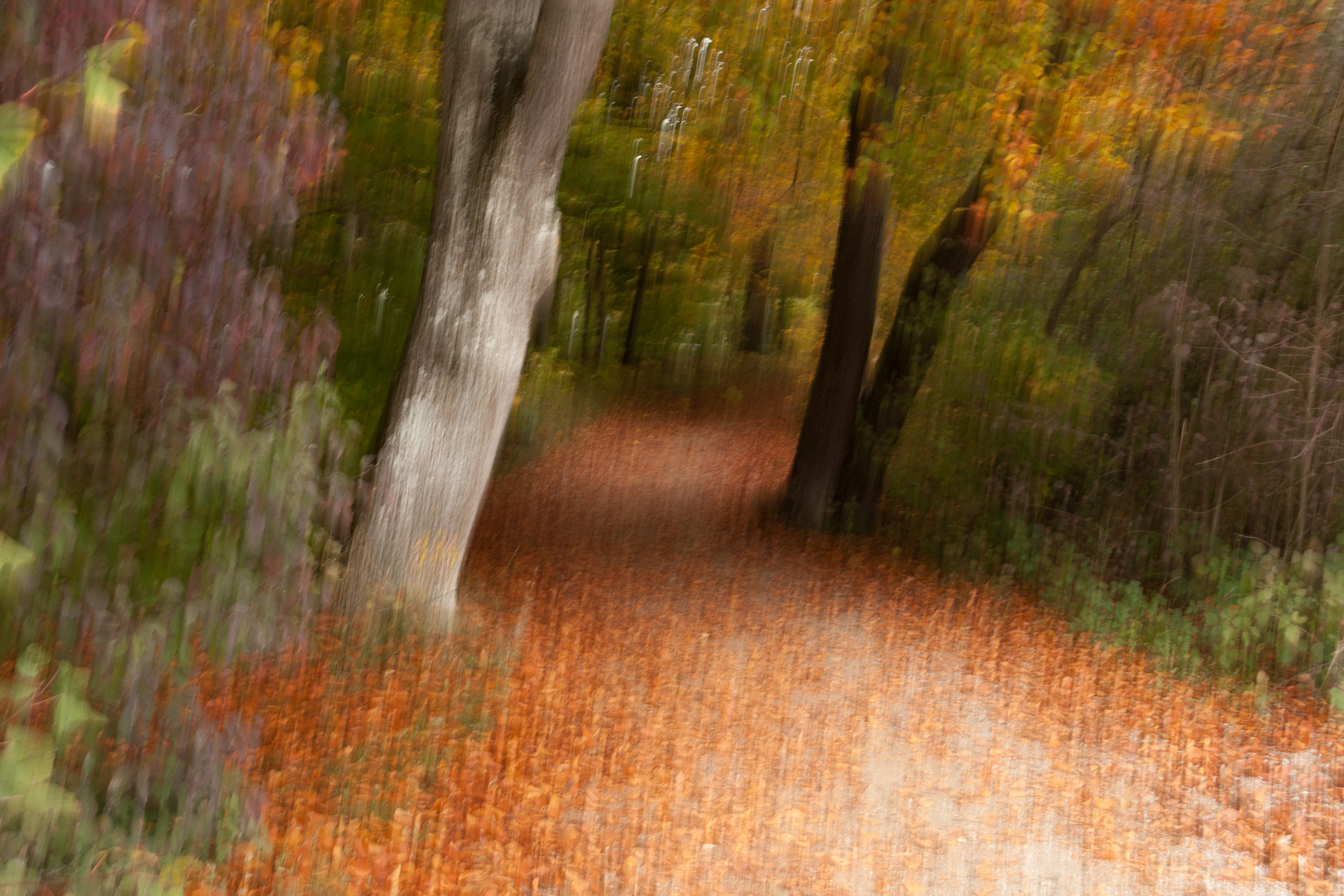 Herbstwald