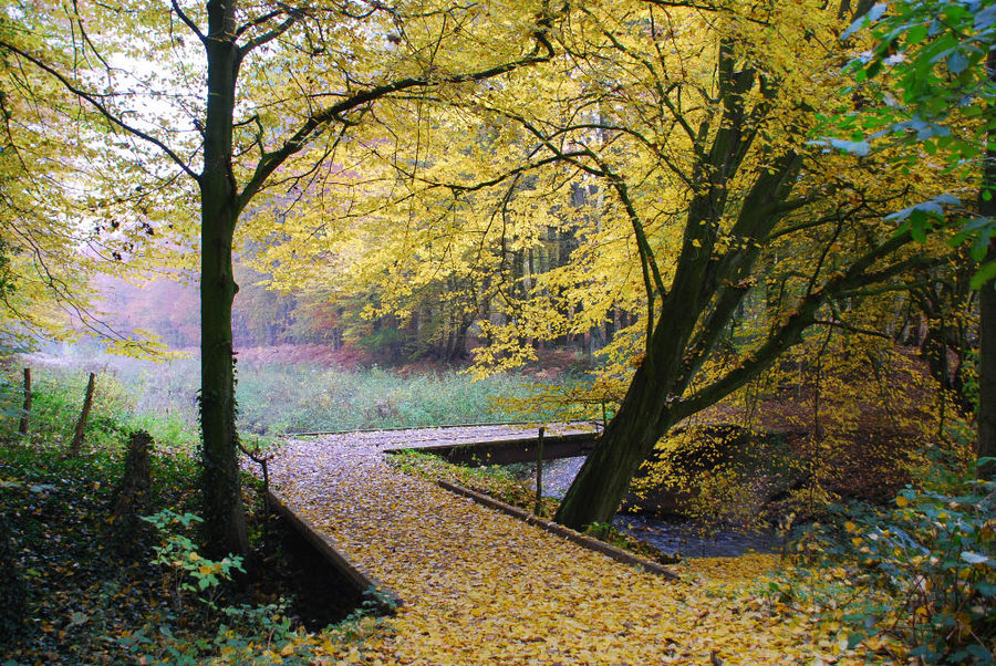 Herbstwald