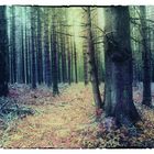 Herbstwald