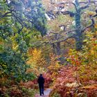 Herbstwald