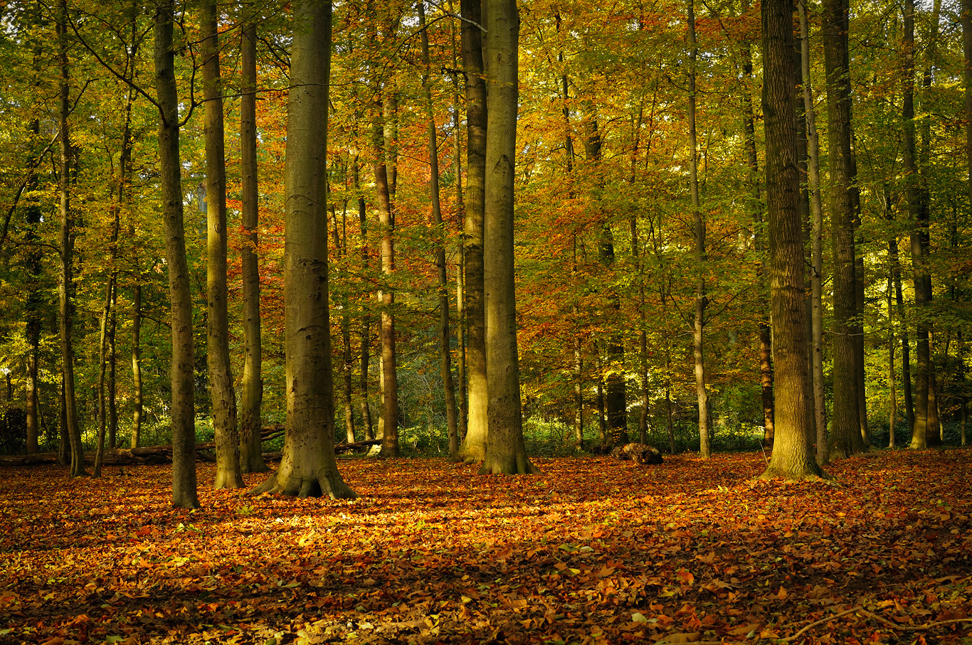 Herbstwald...