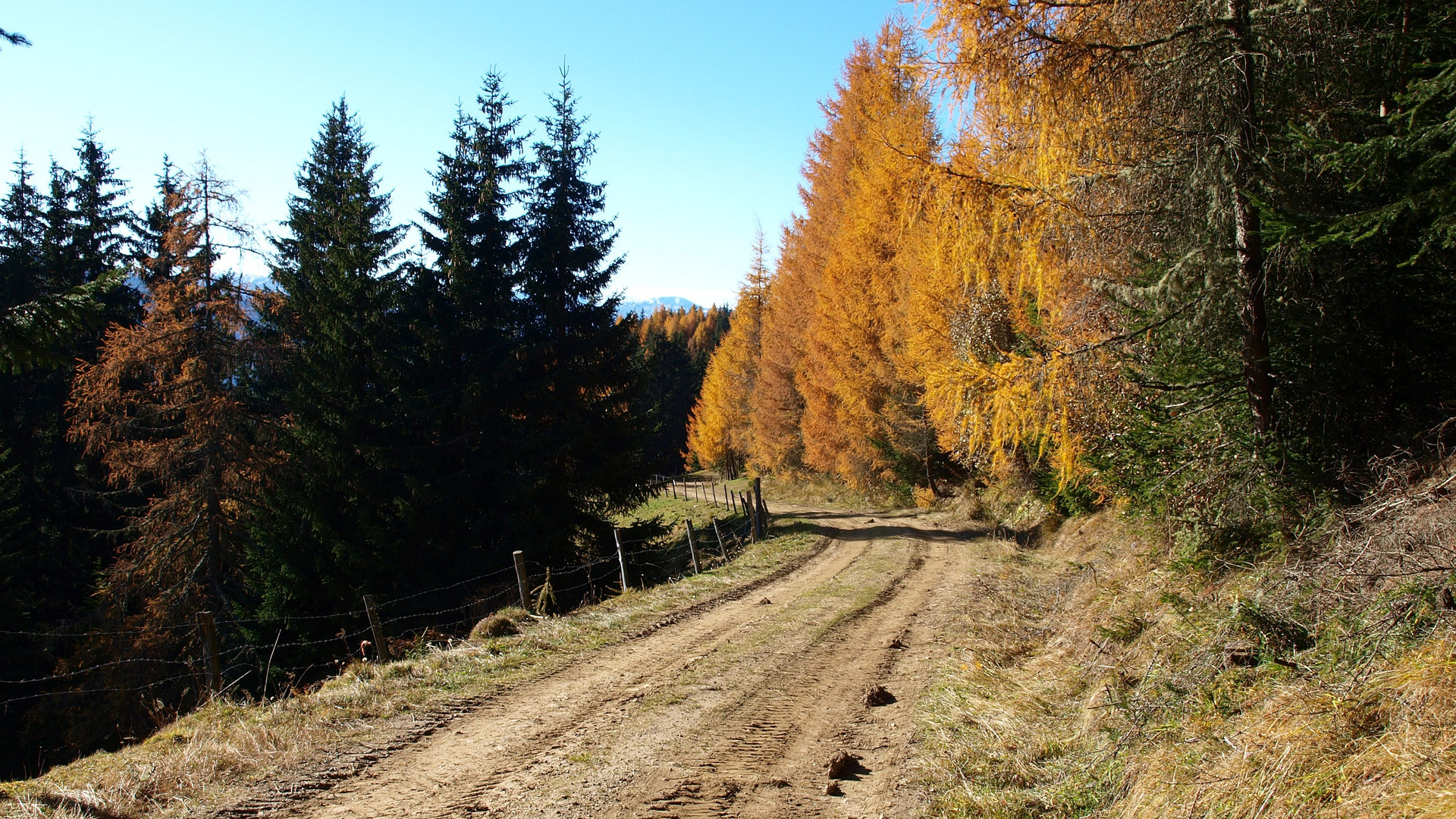 Herbstwald