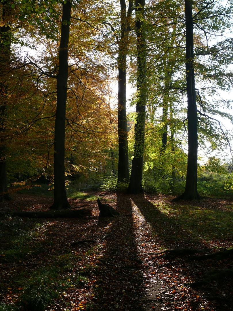 Herbstwald