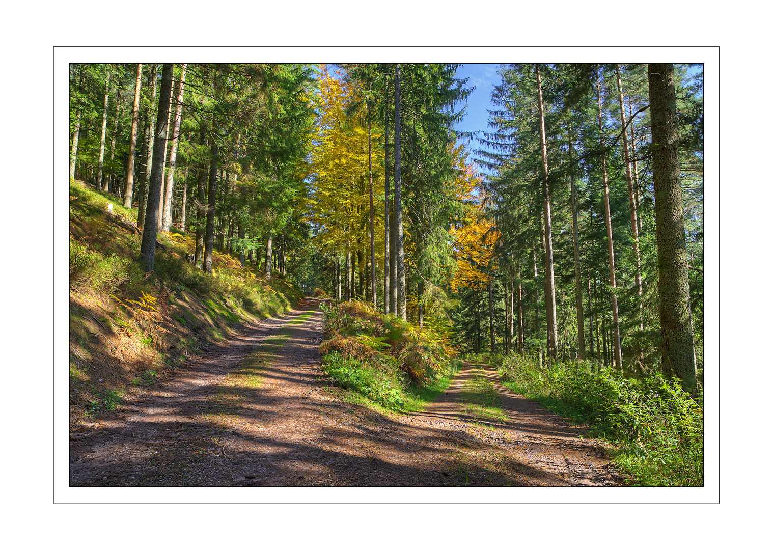 Herbstwald