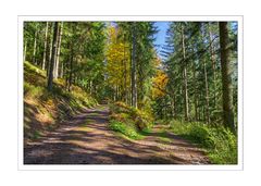 Herbstwald