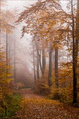 Herbstwald