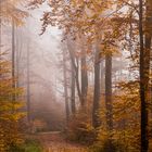 Herbstwald