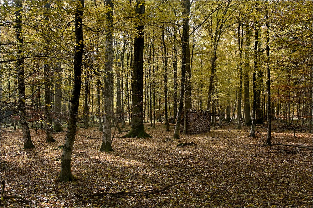 Herbstwald