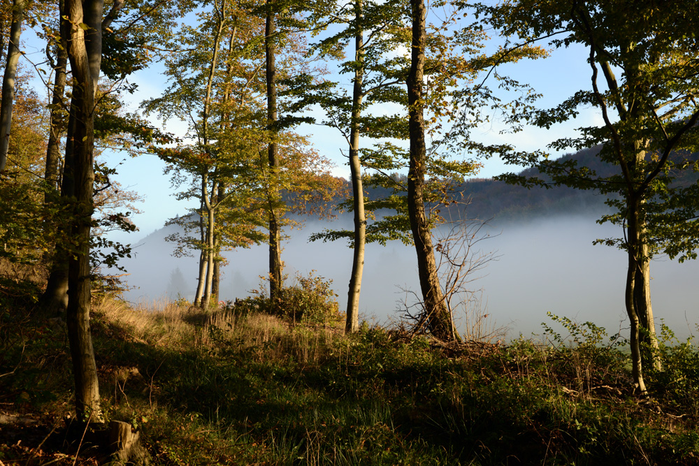 Herbstwald