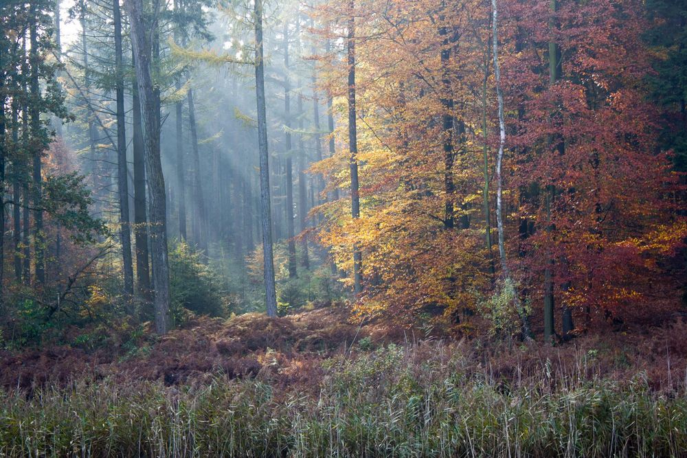 Herbstwald