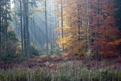 Herbstwald