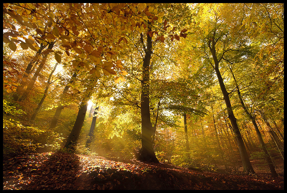 Herbstwald