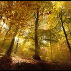 Herbstwald