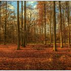 Herbstwald