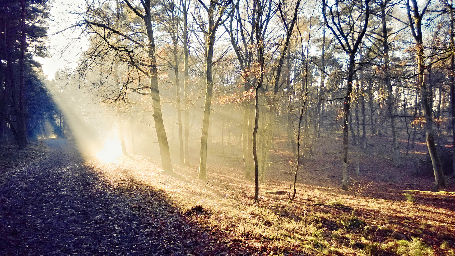 herbstwald