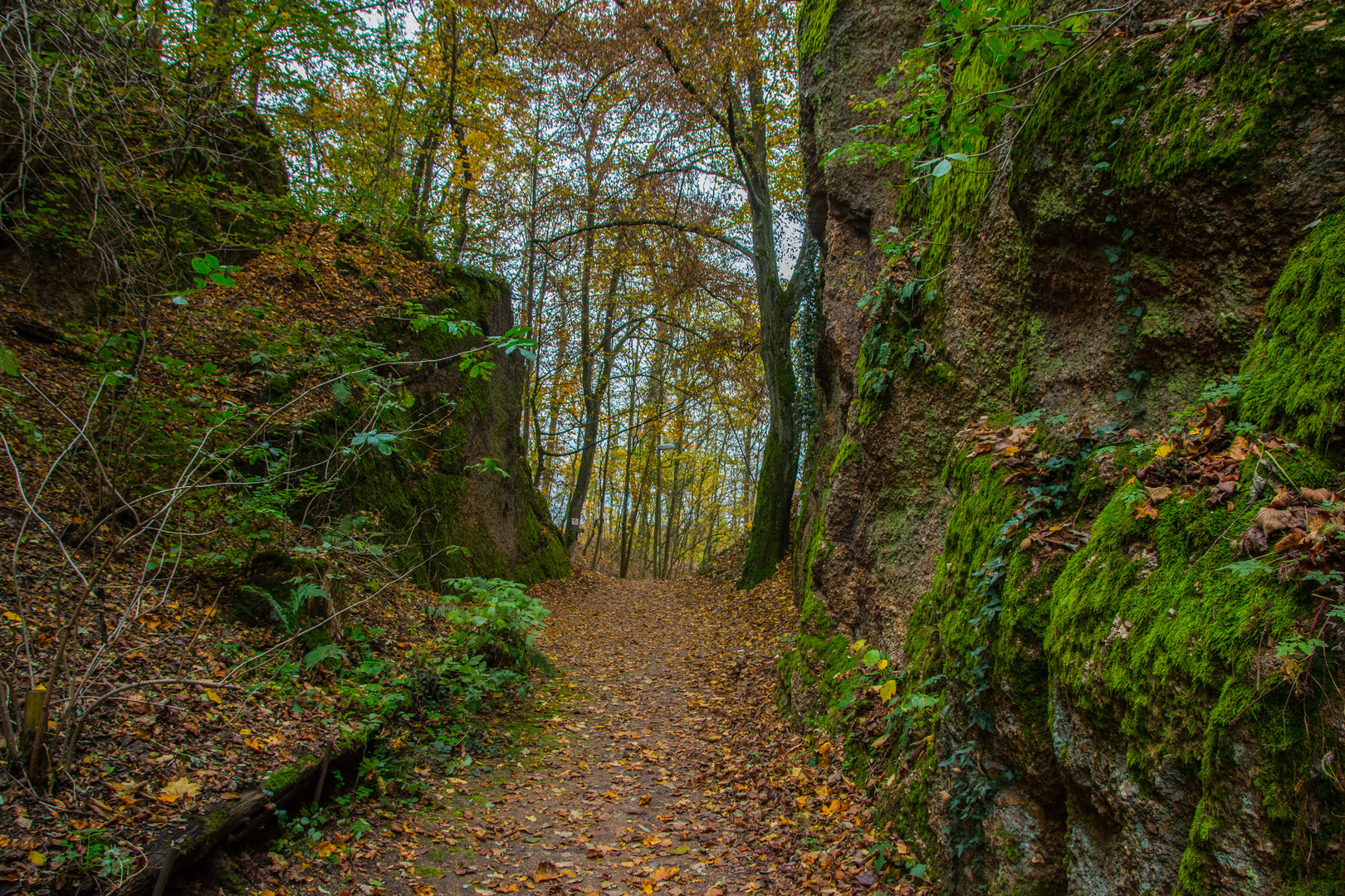 Herbstwald