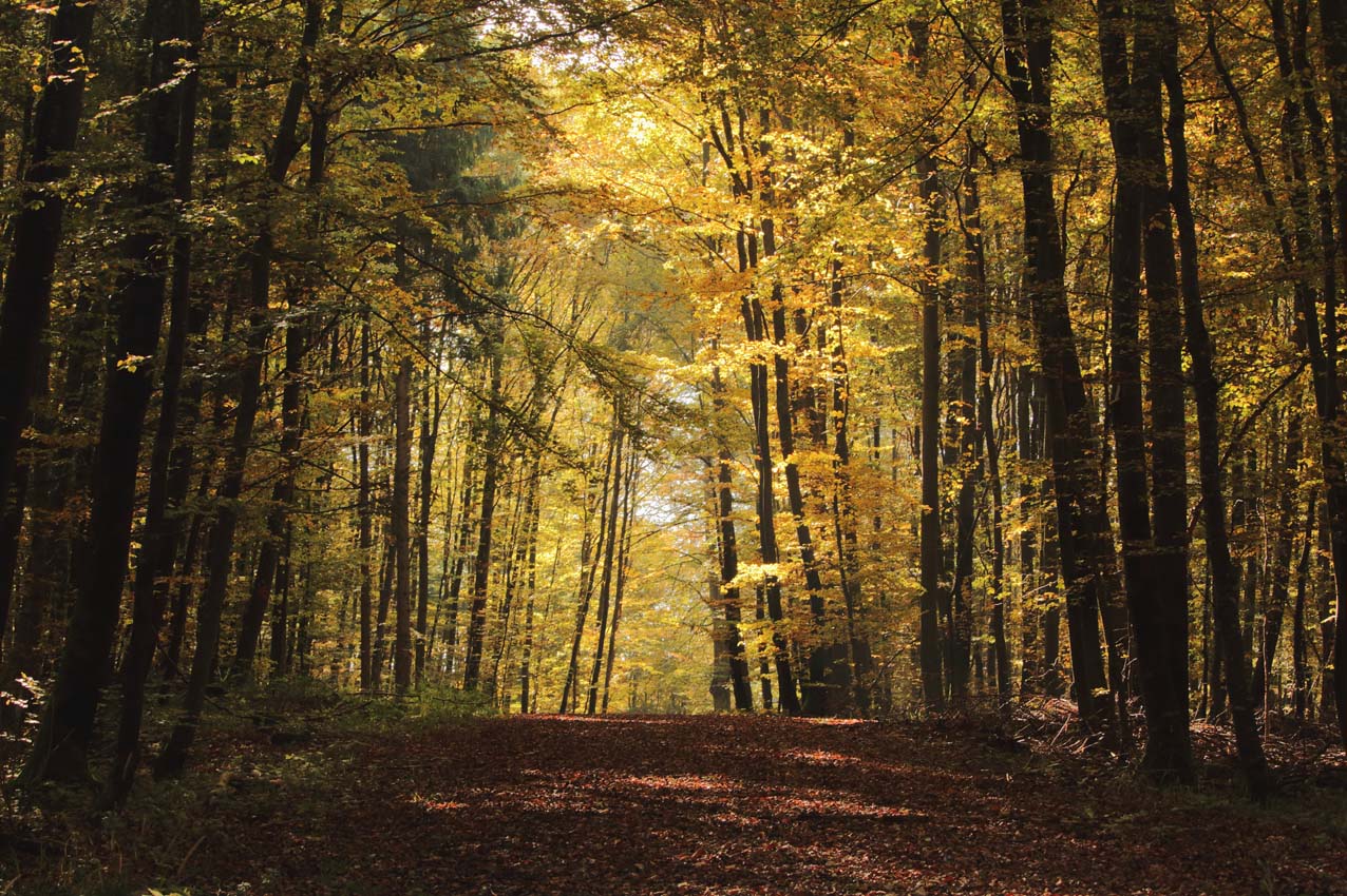 Herbstwald 