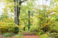 Herbstwald