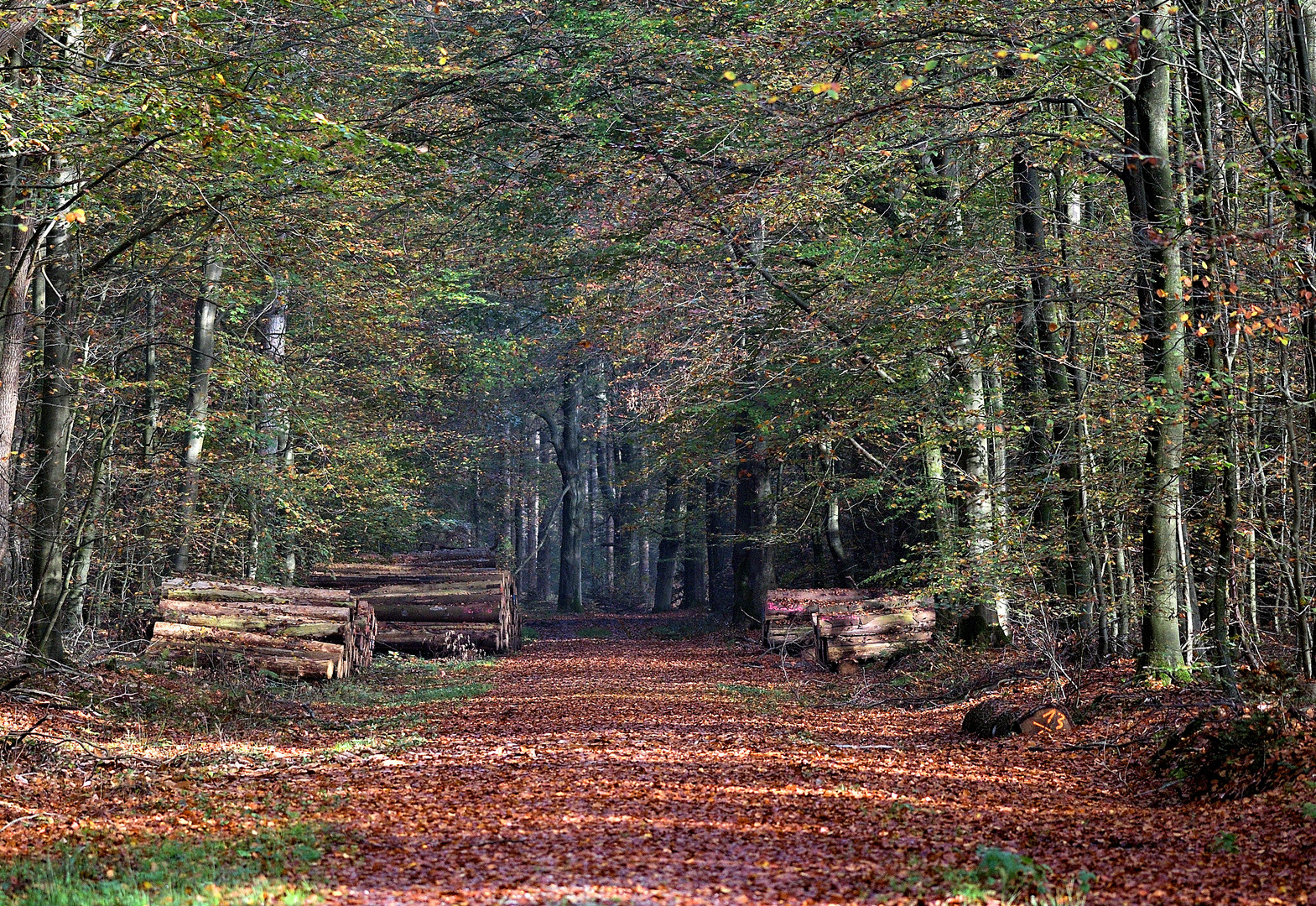 Herbstwald