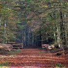 Herbstwald