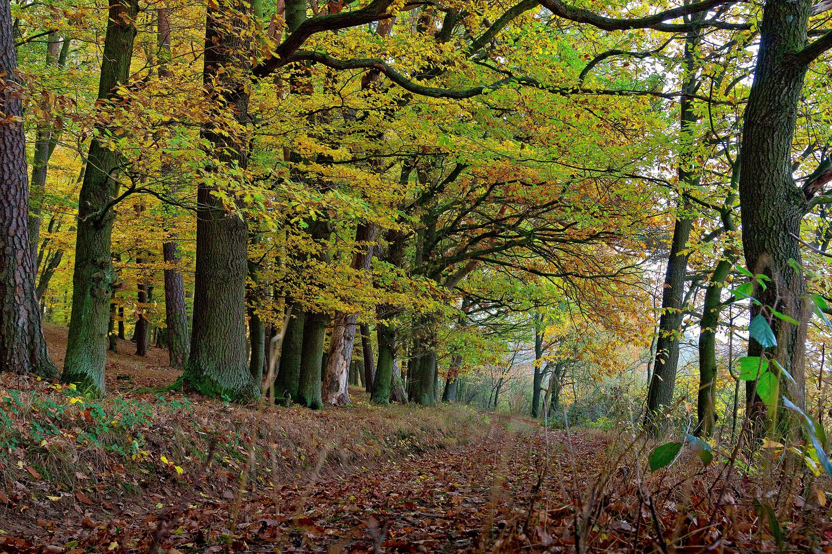 Herbstwald