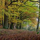 Herbstwald