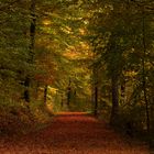 Herbstwald