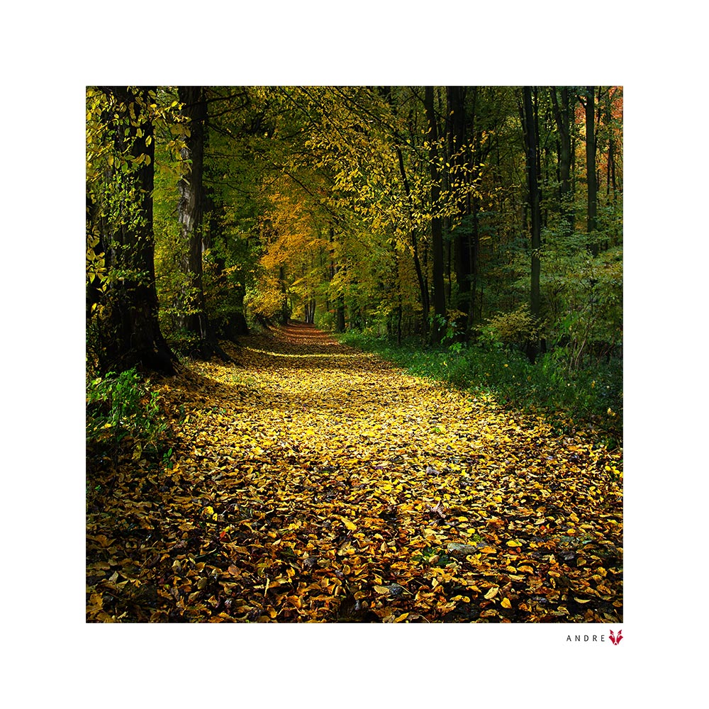 HERBSTWALD