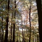 Herbstwald