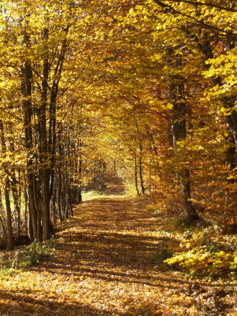 Herbstwald