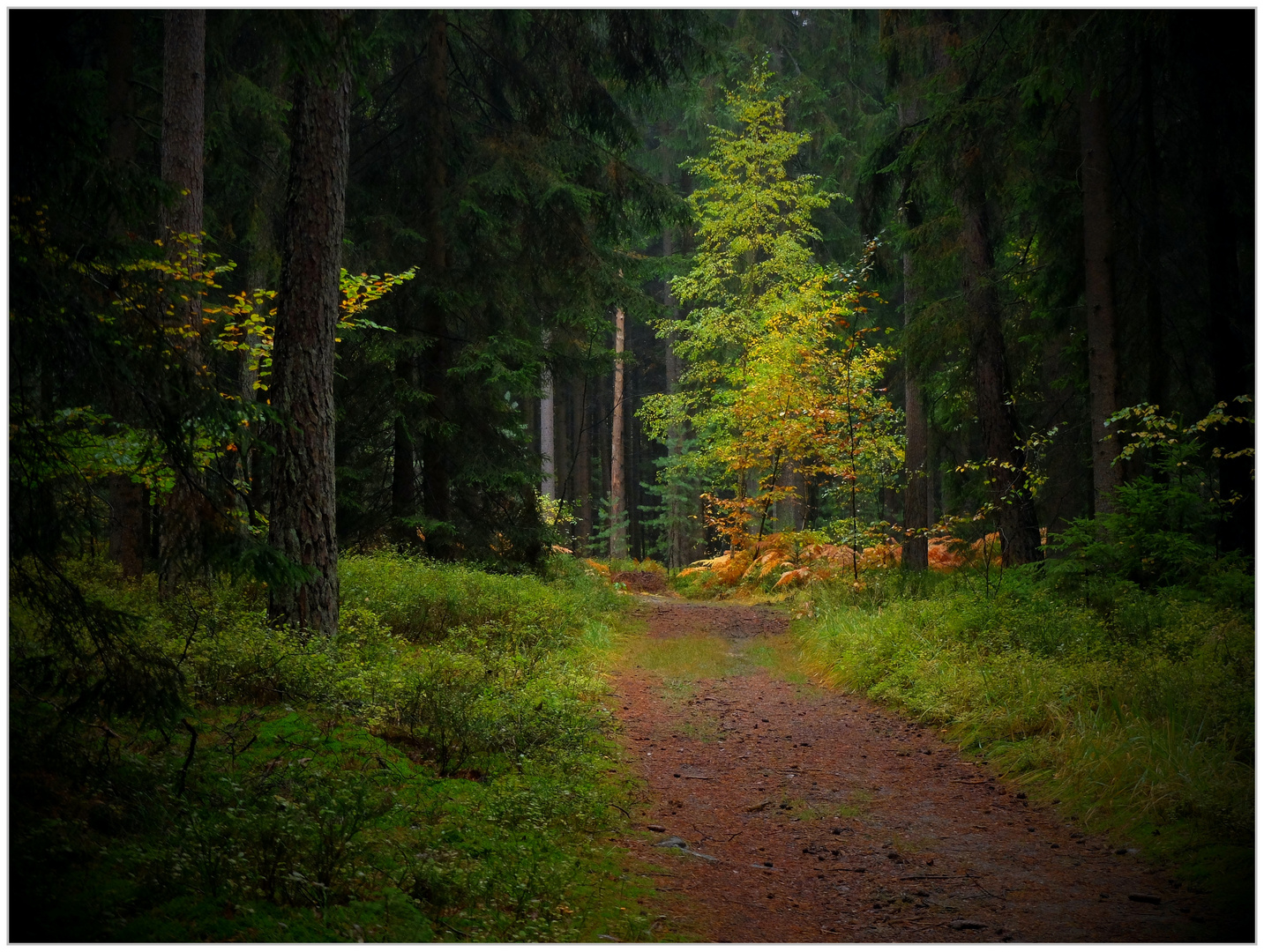 Herbstwald