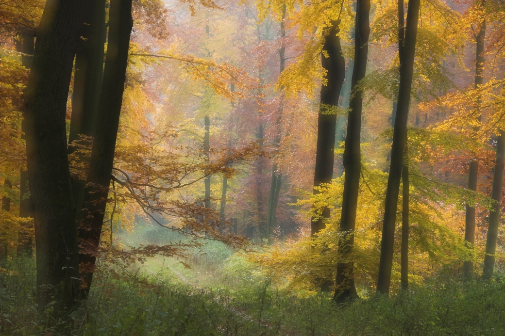 Herbstwald