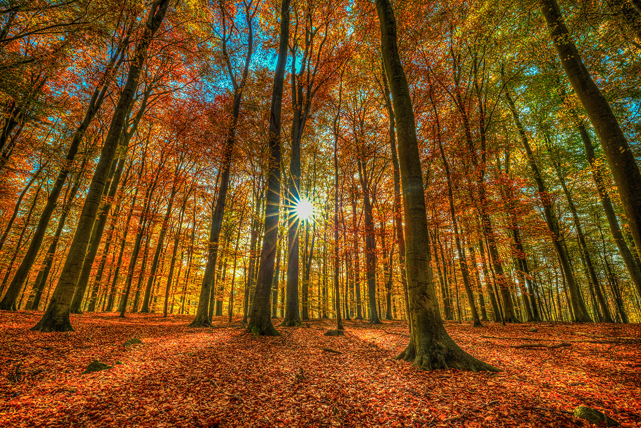 Herbstwald