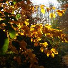 Herbstwald