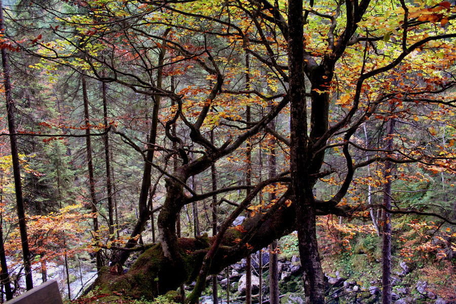 Herbstwald