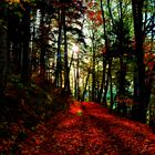 Herbstwald