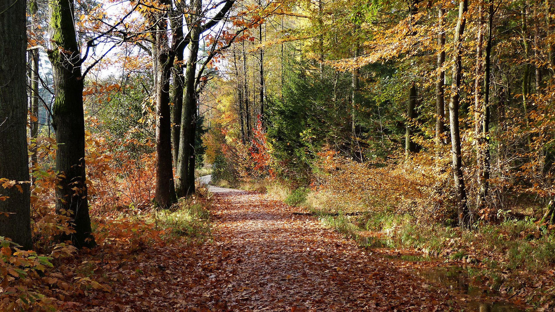 Herbstwald