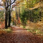 Herbstwald