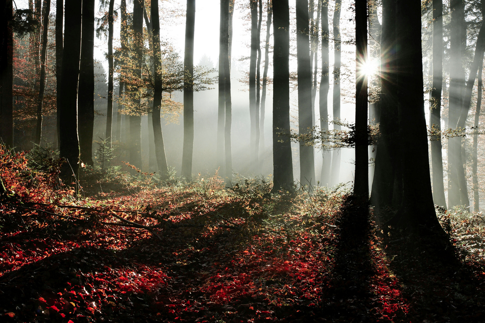 Herbstwald