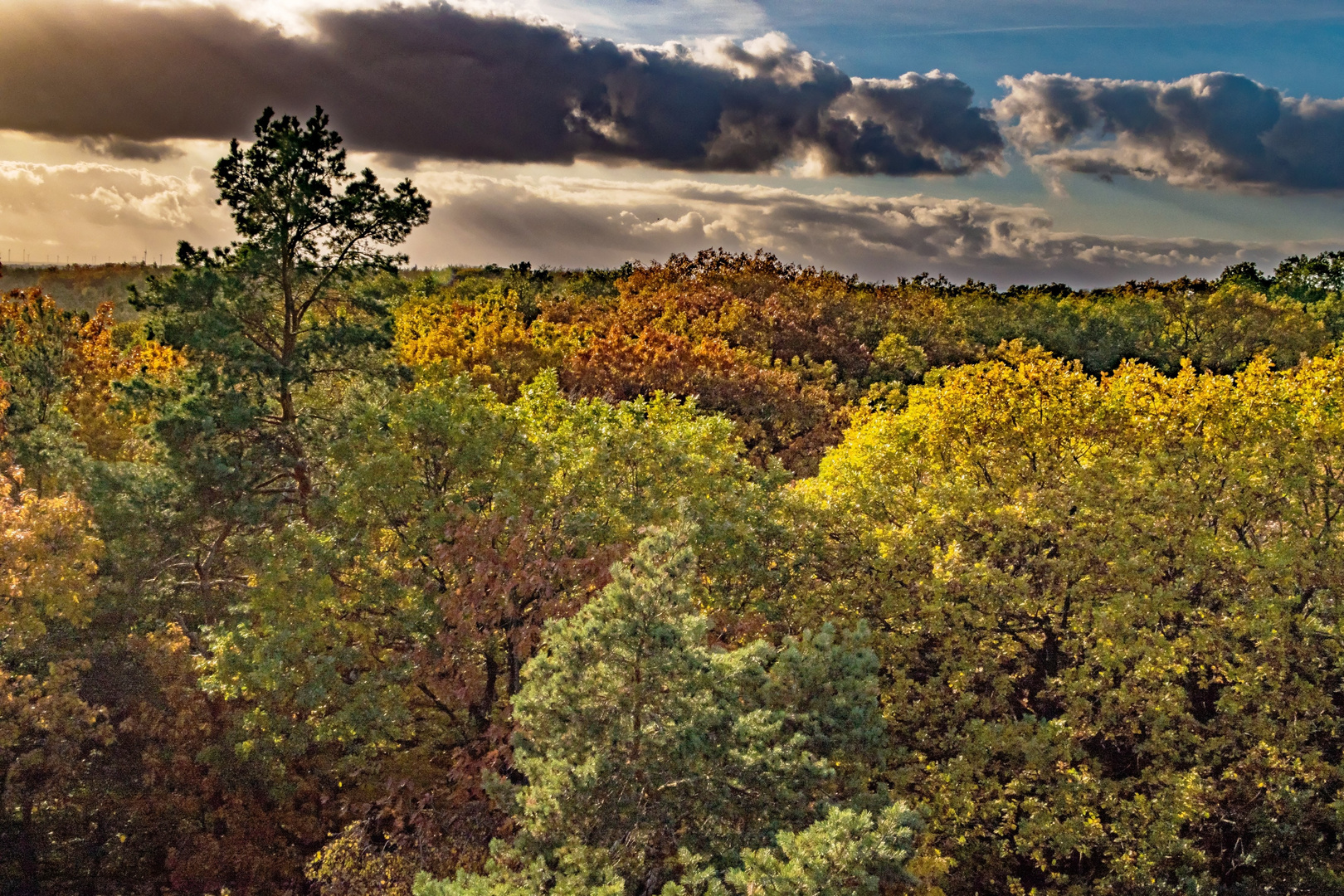 Herbstwald