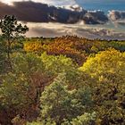 Herbstwald