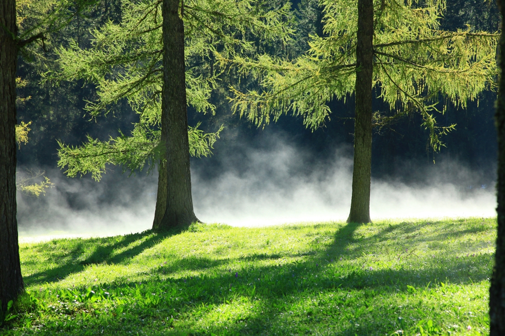 Herbstwald