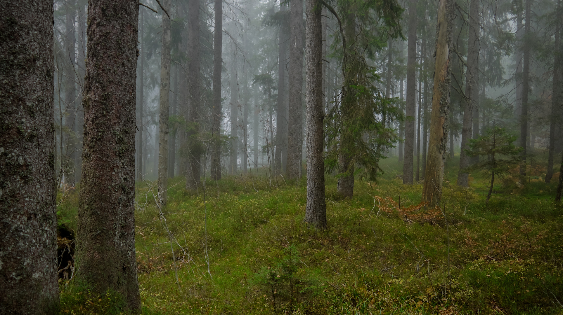 Herbstwald ...