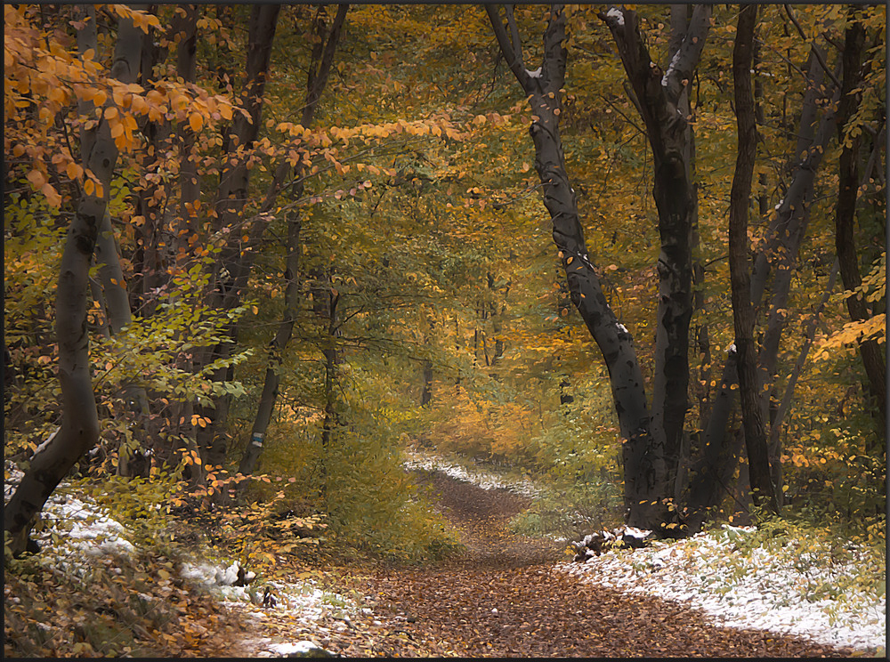 Herbstwald