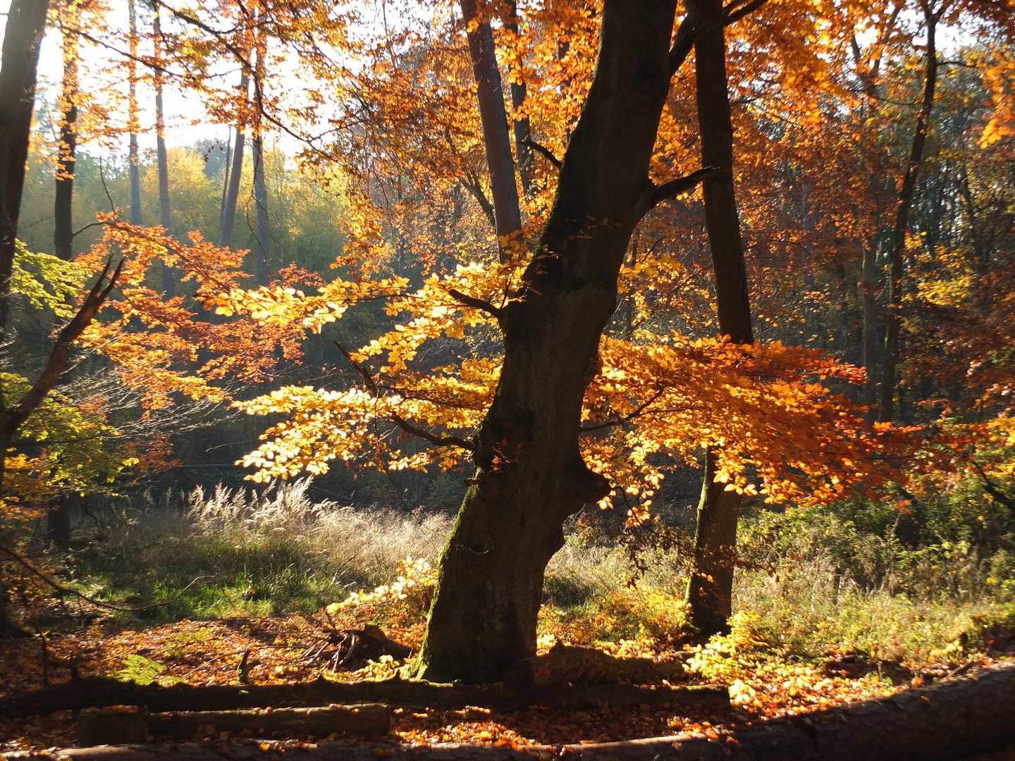 Herbstwald