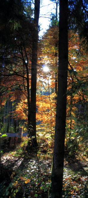 Herbstwald