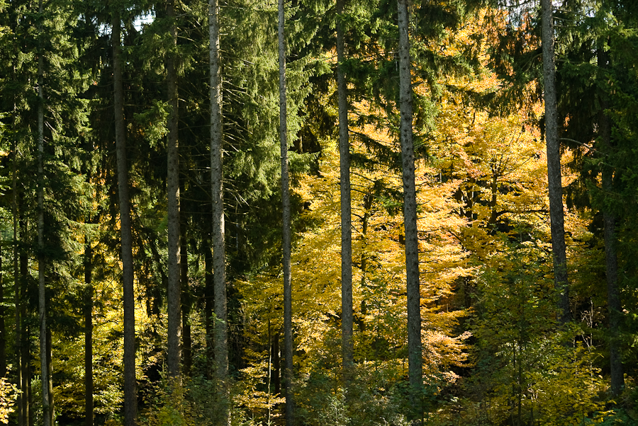 Herbstwald