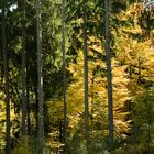 Herbstwald