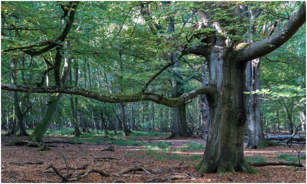 Herbstwald