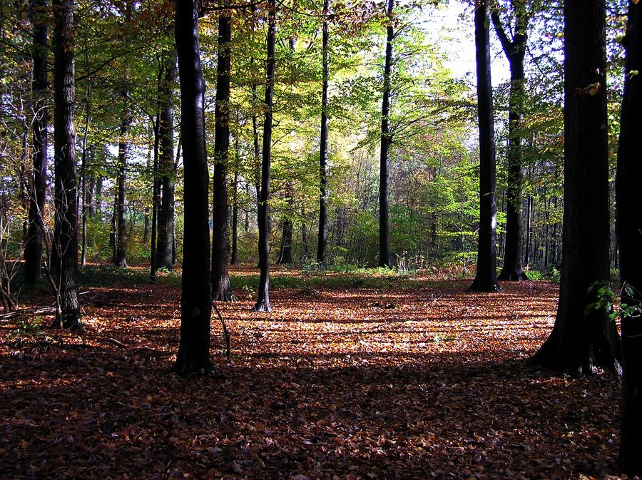 Herbstwald